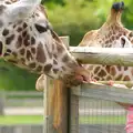 Getting a lick from a giraffe, A Birthday Trip to the Zoo, Banham, Norfolk - 26th May 2014