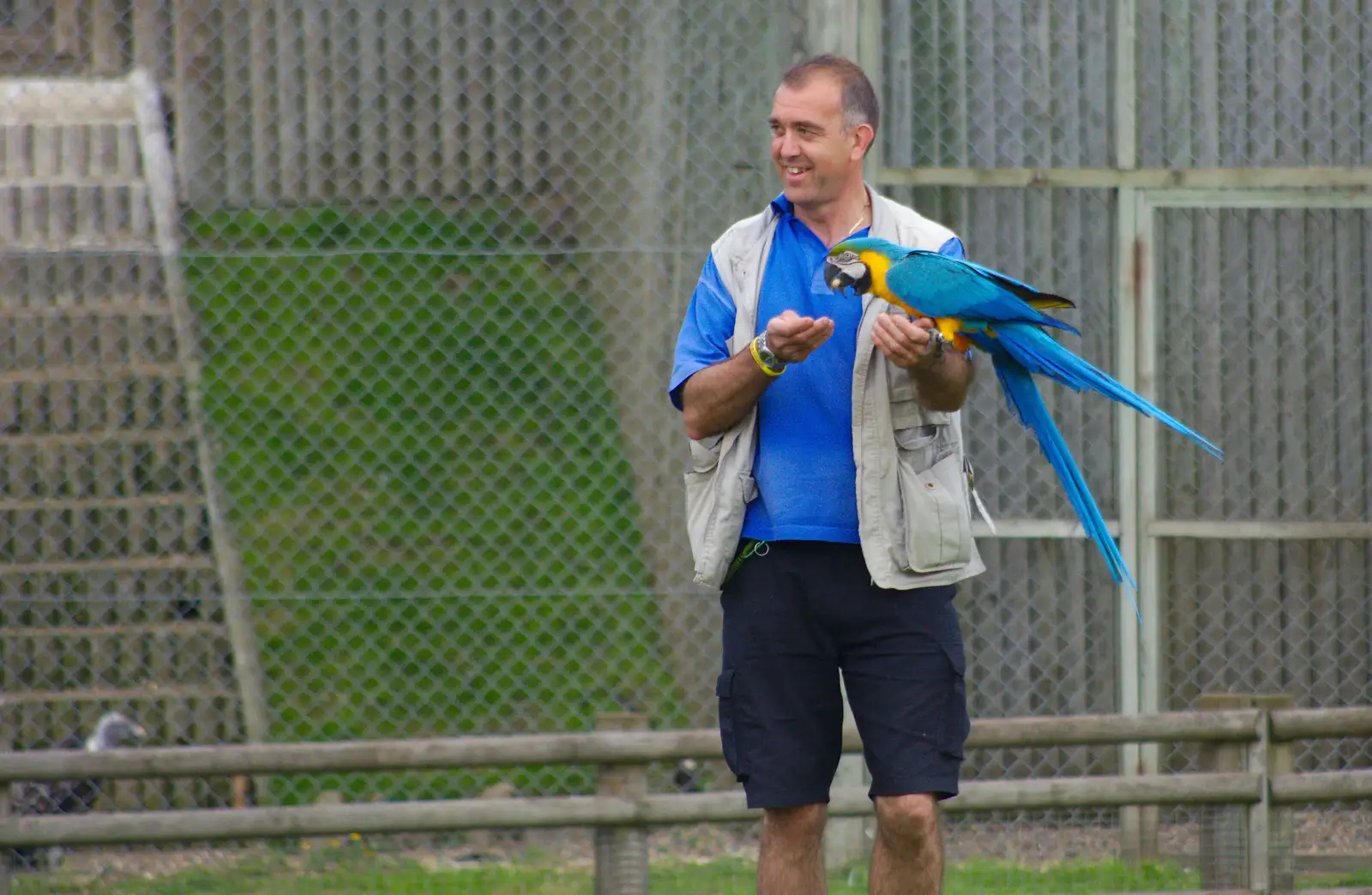 At the bird display, a parrot gets a treat, from A Birthday Trip to the Zoo, Banham, Norfolk - 26th May 2014