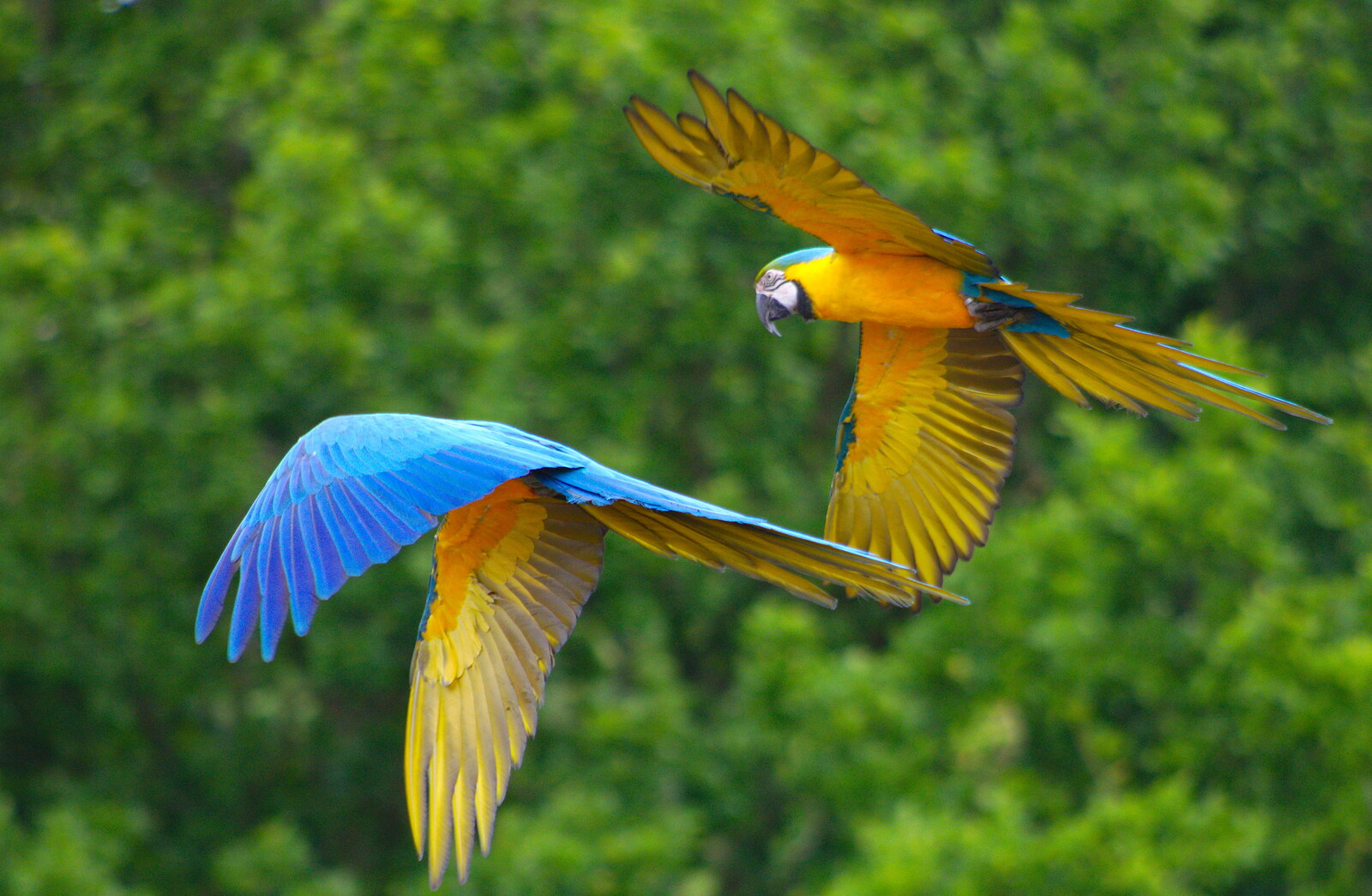 Bright Brazilian parrots fly around from A Birthday Trip to the Zoo, Banham, Norfolk - 26th May 2014