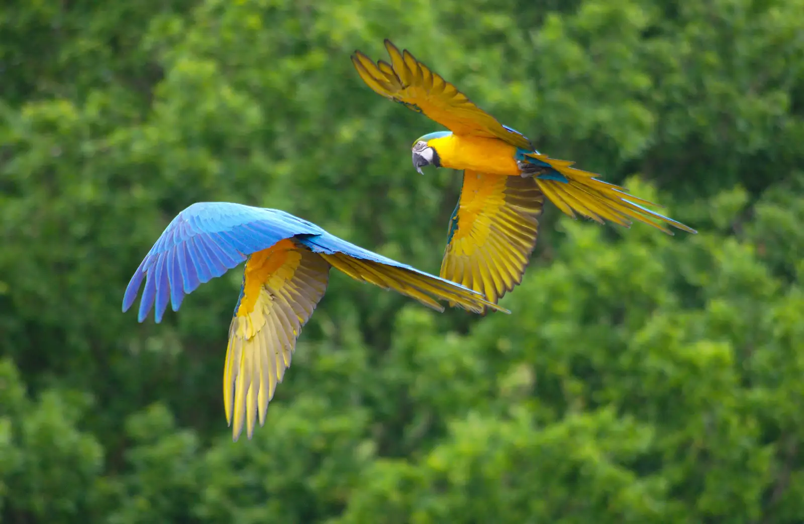 Bright Brazilian parrots fly around, from A Birthday Trip to the Zoo, Banham, Norfolk - 26th May 2014