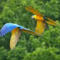 Bright Brazilian parrots fly around, A Birthday Trip to the Zoo, Banham, Norfolk - 26th May 2014