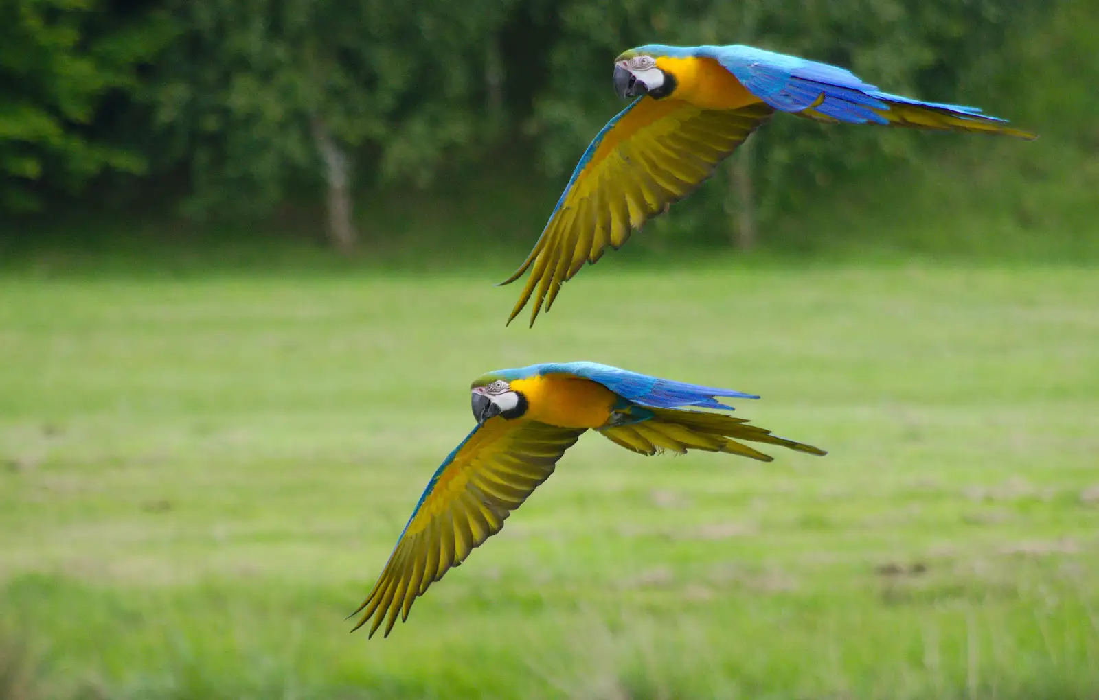 A synchro-pair, from A Birthday Trip to the Zoo, Banham, Norfolk - 26th May 2014