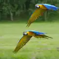 A synchro-pair, A Birthday Trip to the Zoo, Banham, Norfolk - 26th May 2014