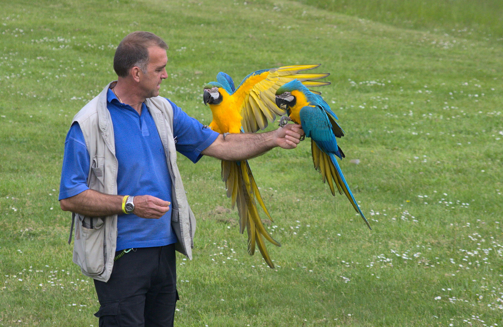 The parrots land and get a treat from A Birthday Trip to the Zoo, Banham, Norfolk - 26th May 2014