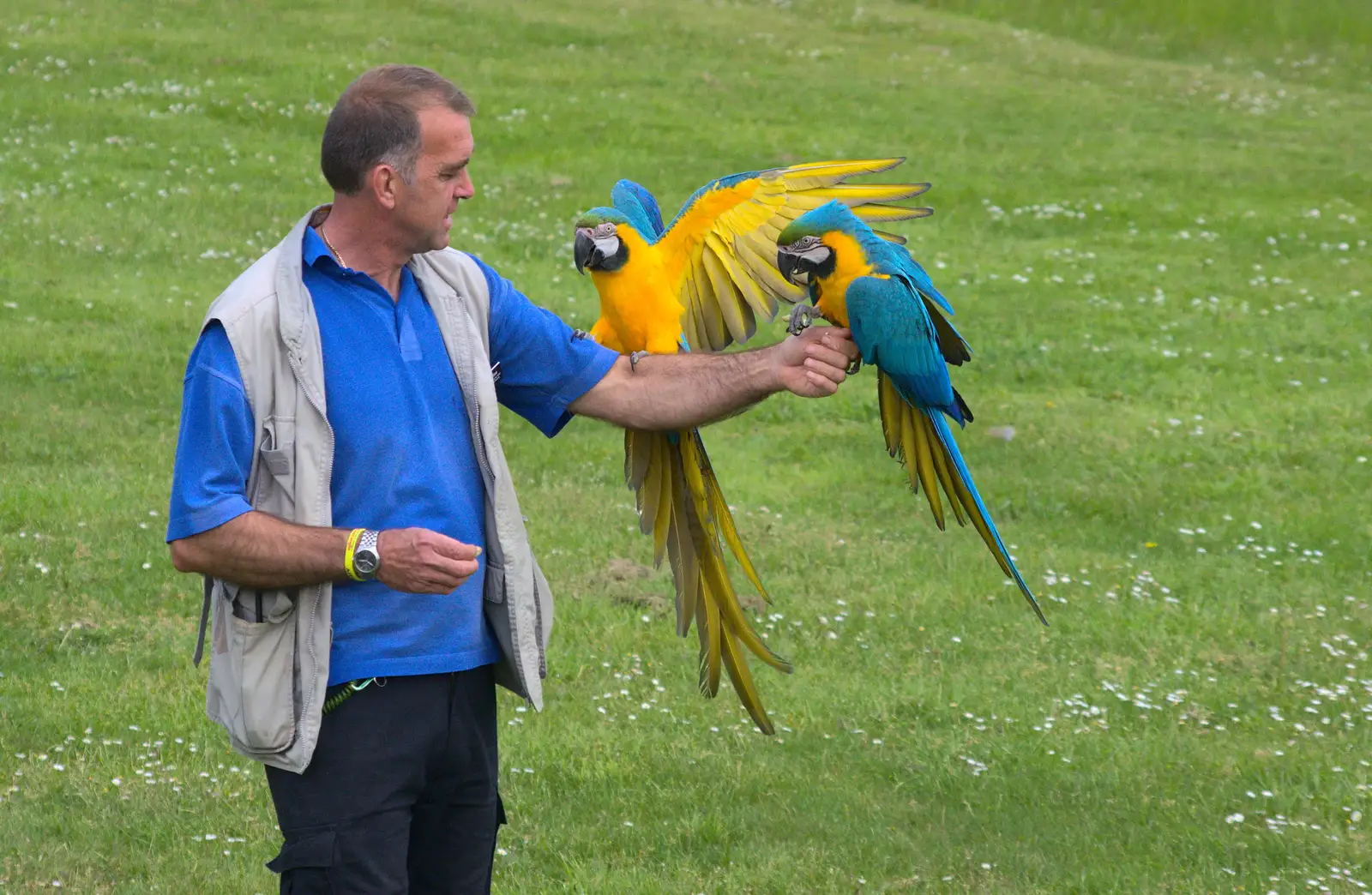 The parrots land and get a treat, from A Birthday Trip to the Zoo, Banham, Norfolk - 26th May 2014