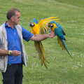 A Birthday Trip to the Zoo, Banham, Norfolk - 26th May 2014, The parrots land and get a treat