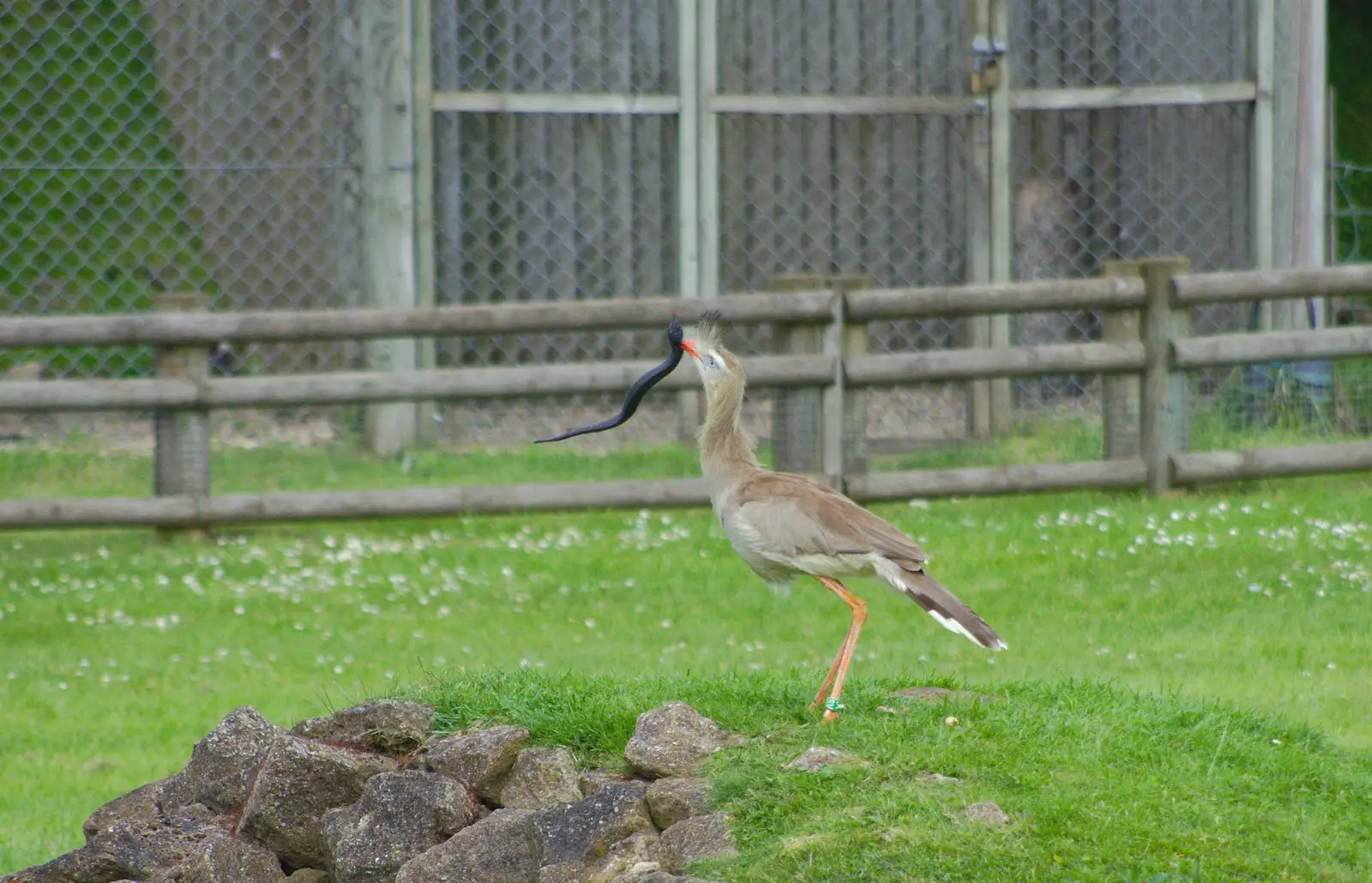 A bird with a fake snake, from A Birthday Trip to the Zoo, Banham, Norfolk - 26th May 2014