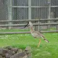 A bird with a fake snake, A Birthday Trip to the Zoo, Banham, Norfolk - 26th May 2014