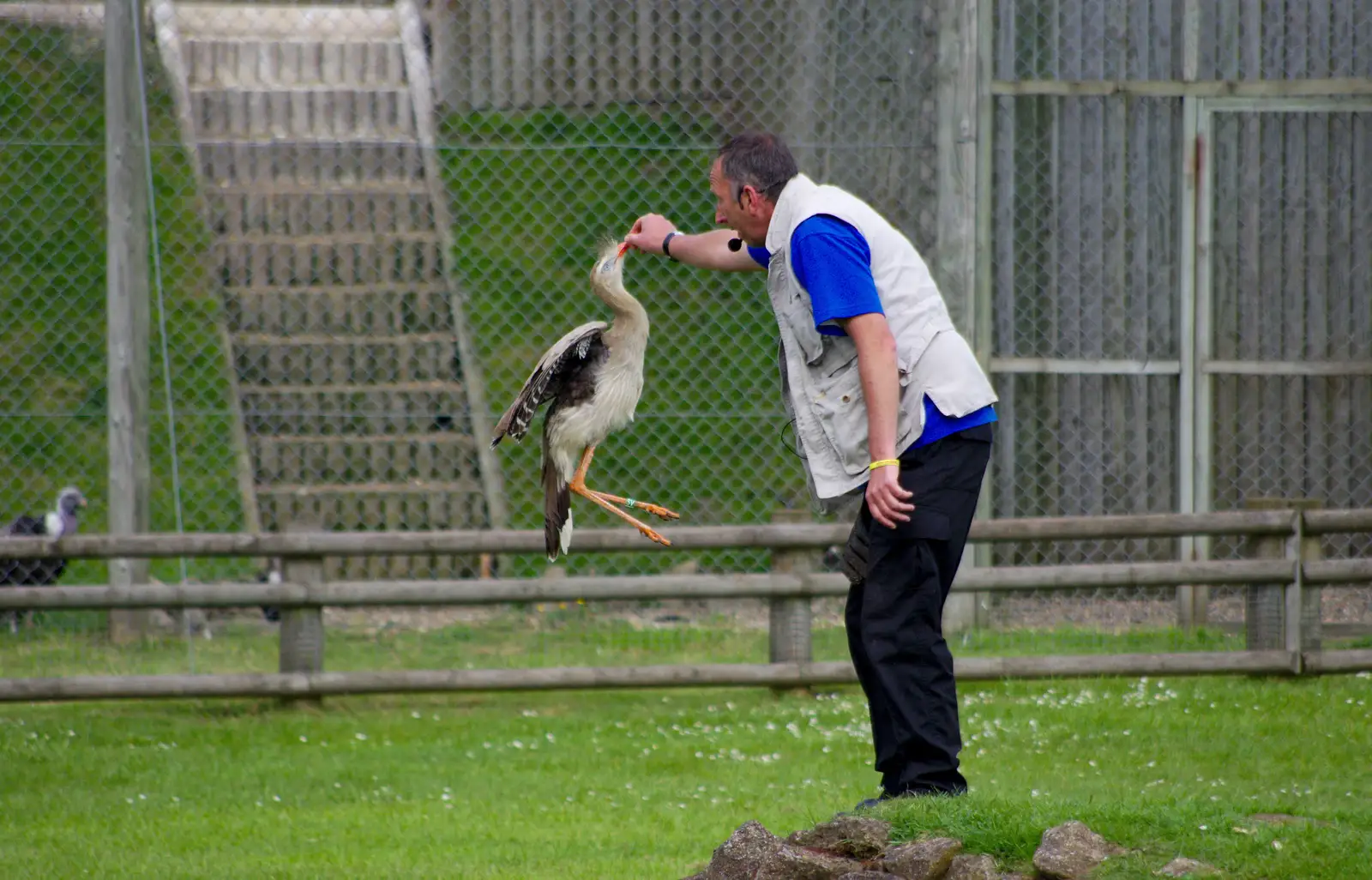 A snake-eating bird leaps up for a treat, from A Birthday Trip to the Zoo, Banham, Norfolk - 26th May 2014