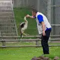 A snake-eating bird leaps up for a treat, A Birthday Trip to the Zoo, Banham, Norfolk - 26th May 2014