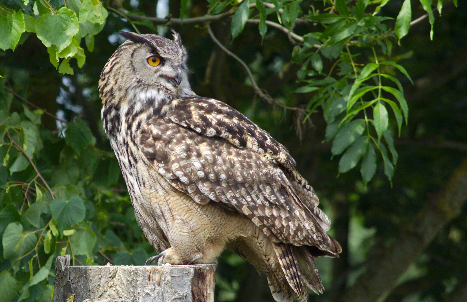 An Eagle Owl from A Birthday Trip to the Zoo, Banham, Norfolk - 26th May 2014