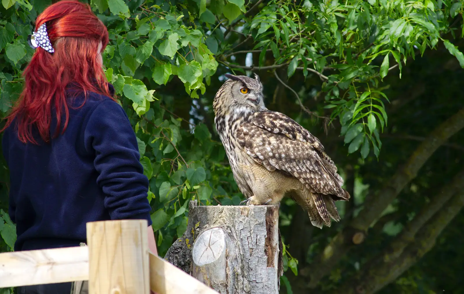 An Eagle Owl, from A Birthday Trip to the Zoo, Banham, Norfolk - 26th May 2014