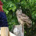 An Eagle Owl, A Birthday Trip to the Zoo, Banham, Norfolk - 26th May 2014