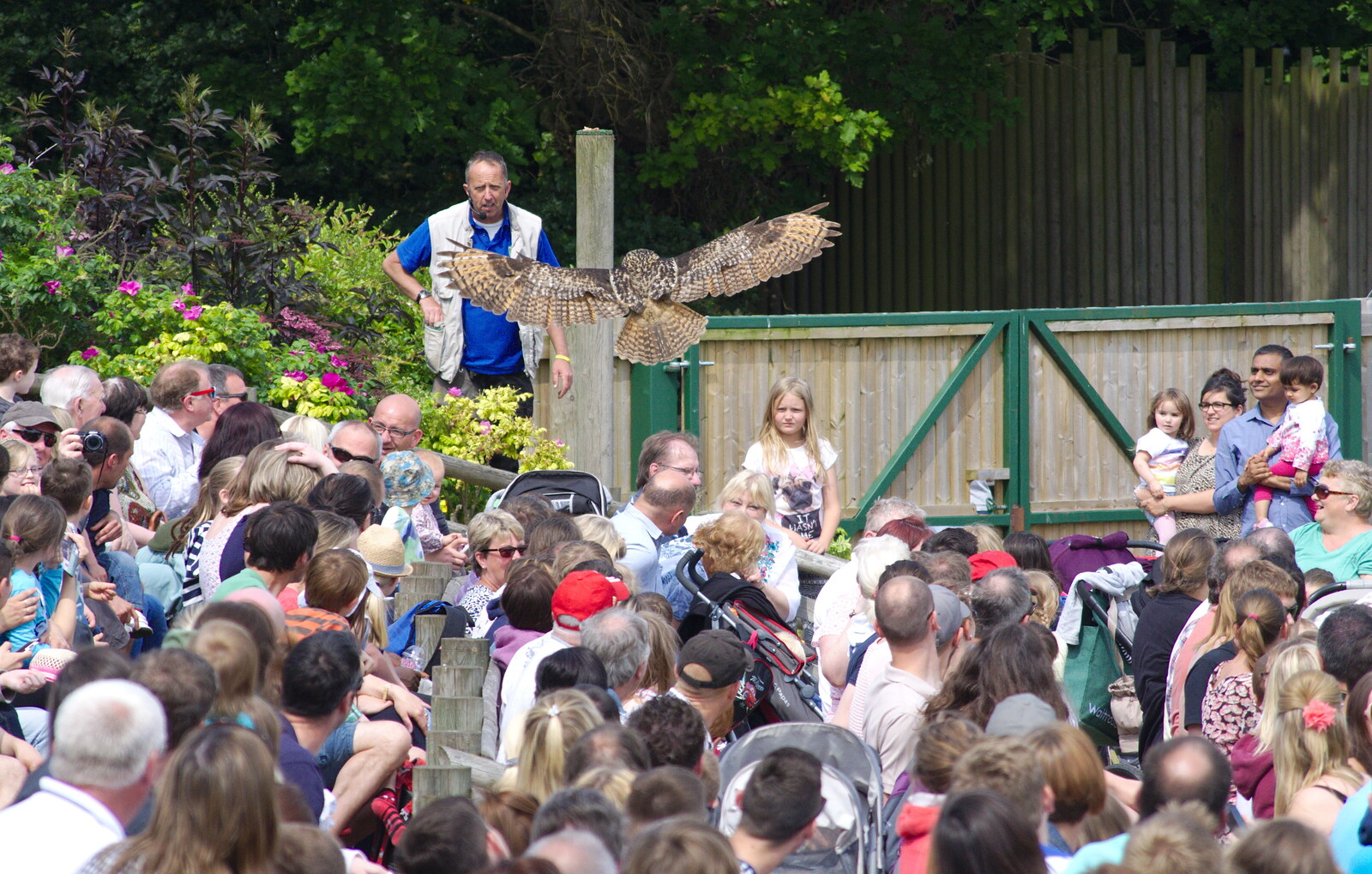 A Birthday Trip to the Zoo, Banham, Norfolk - 26th May 2014: The Eagle Owl flies low over the crowds