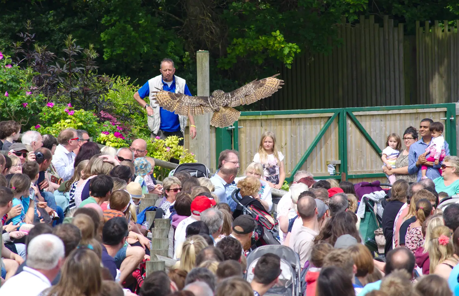 The Eagle Owl flies low over the crowds, from A Birthday Trip to the Zoo, Banham, Norfolk - 26th May 2014