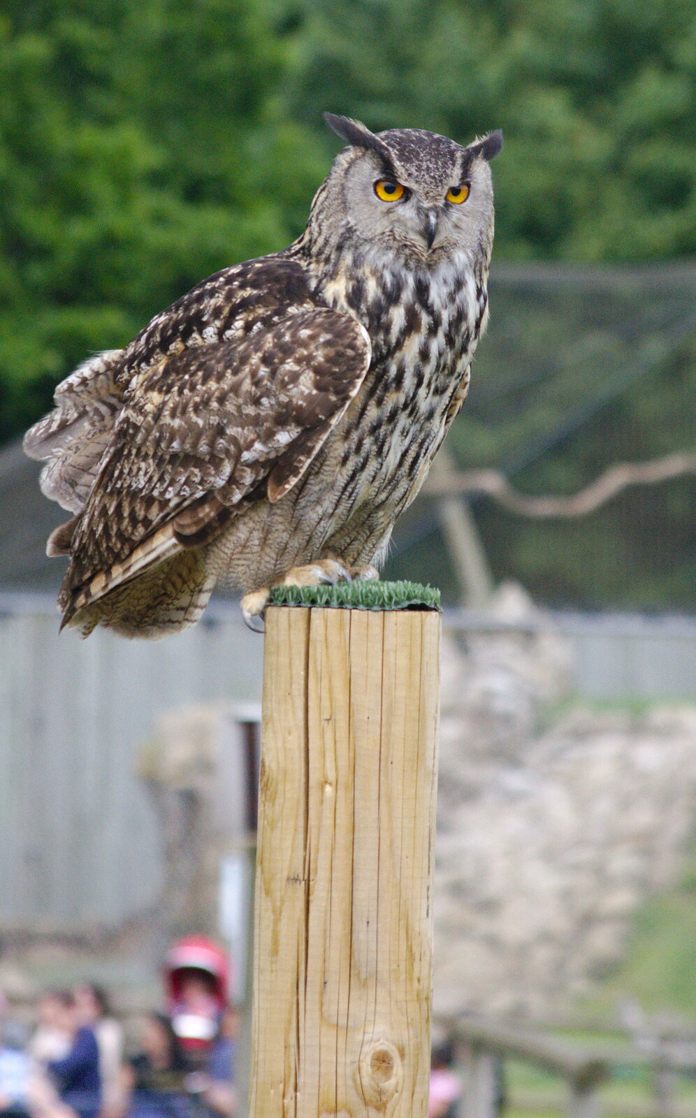 A Birthday Trip to the Zoo, Banham, Norfolk - 26th May 2014: An owl on its perch
