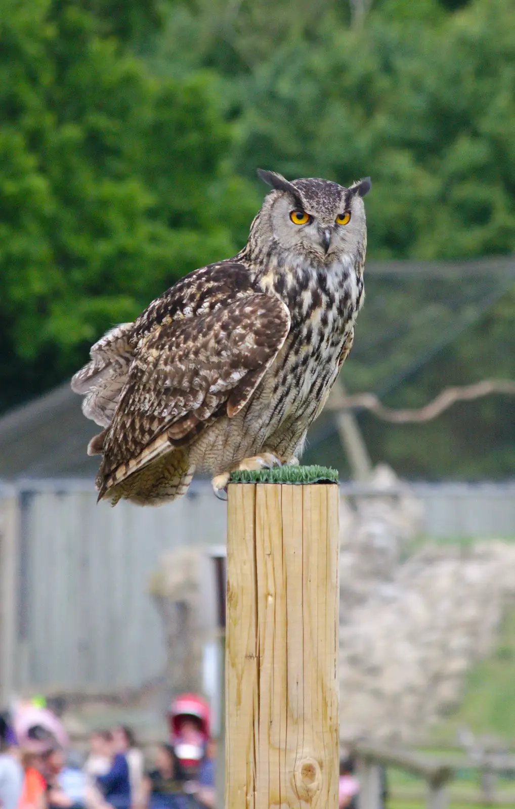 An owl on its perch, from A Birthday Trip to the Zoo, Banham, Norfolk - 26th May 2014