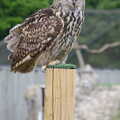 A Birthday Trip to the Zoo, Banham, Norfolk - 26th May 2014, An owl on its perch