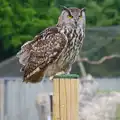 An owl on its perch, A Birthday Trip to the Zoo, Banham, Norfolk - 26th May 2014