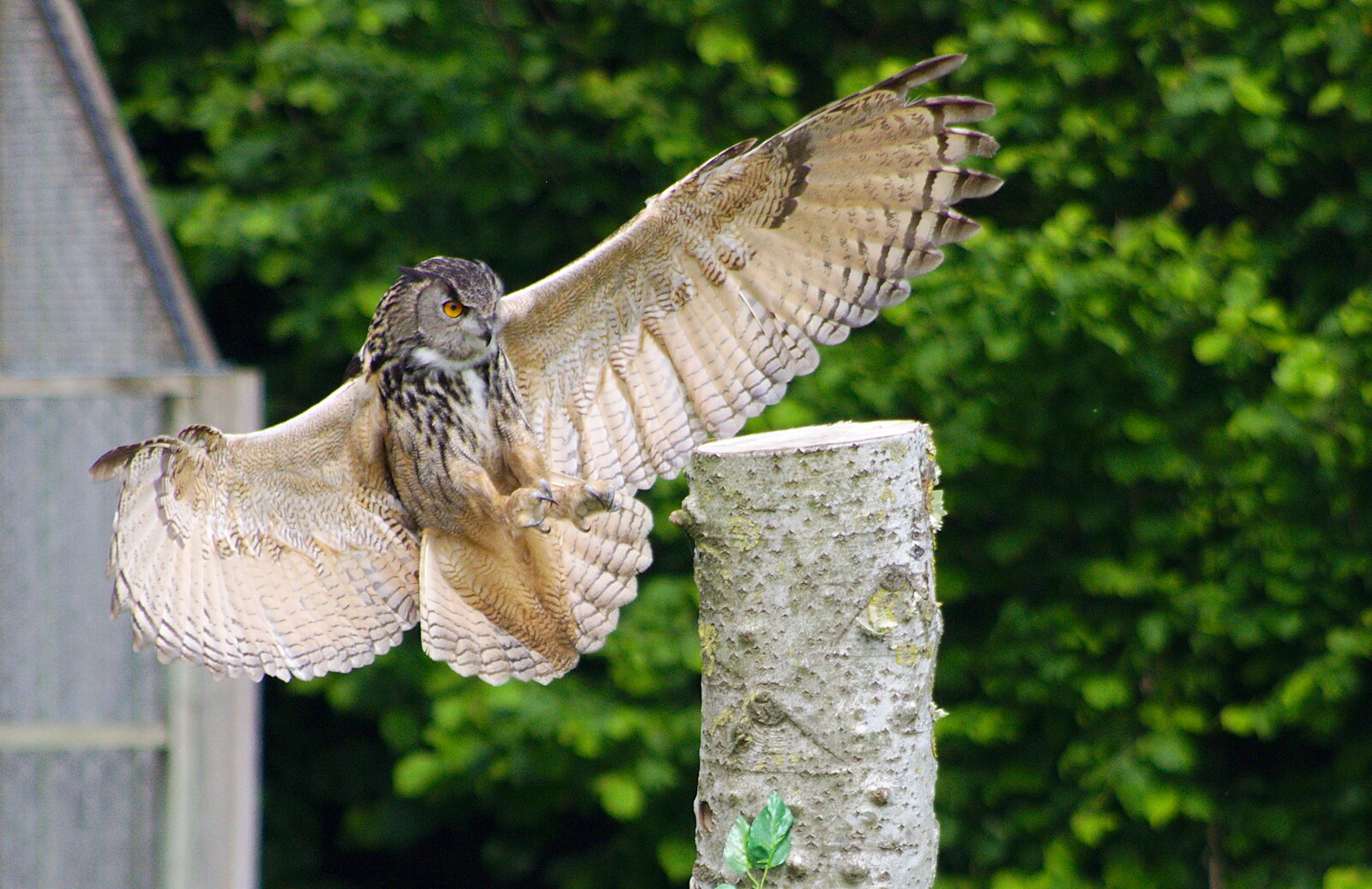 The Eagle Owl swoops in to land on its perch from A Birthday Trip to the Zoo, Banham, Norfolk - 26th May 2014