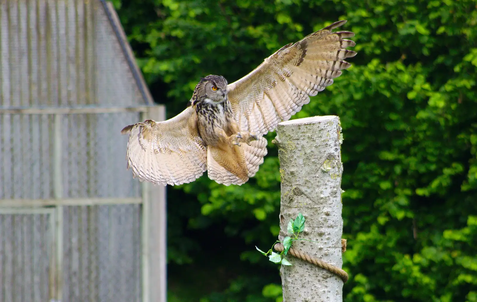 The Eagle Owl swoops in to land on its perch, from A Birthday Trip to the Zoo, Banham, Norfolk - 26th May 2014