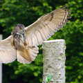 A Birthday Trip to the Zoo, Banham, Norfolk - 26th May 2014, The Eagle Owl swoops in to land on its perch