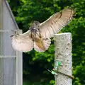 The Eagle Owl swoops in to land on its perch, A Birthday Trip to the Zoo, Banham, Norfolk - 26th May 2014