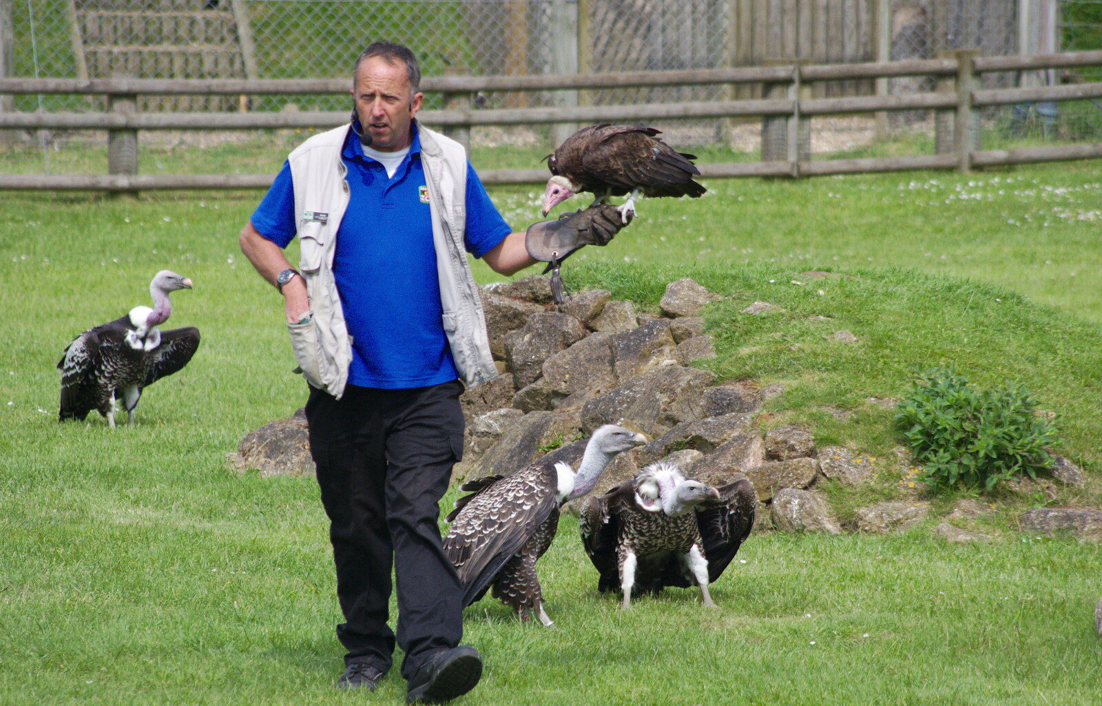 It's the vultures' turn in the spotlight from A Birthday Trip to the Zoo, Banham, Norfolk - 26th May 2014