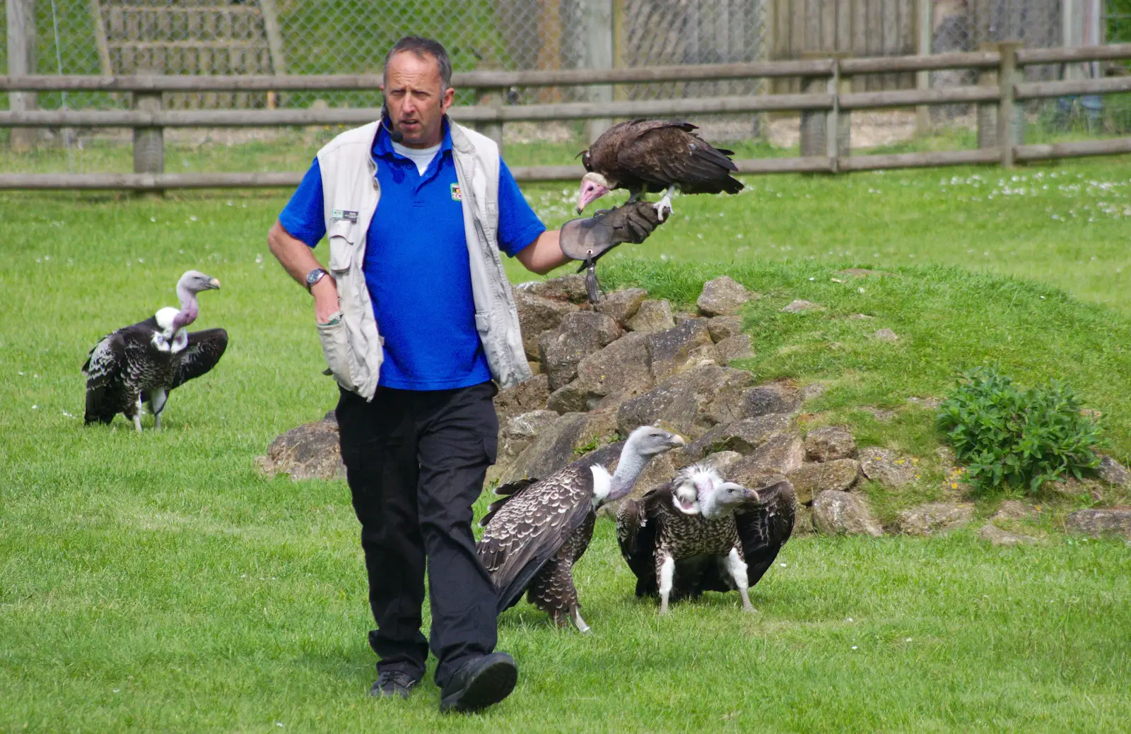 It's the vultures' turn in the spotlight, from A Birthday Trip to the Zoo, Banham, Norfolk - 26th May 2014