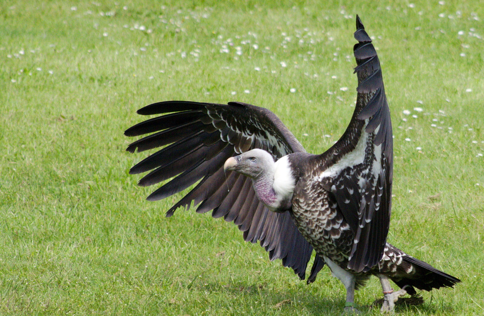 A Birthday Trip to the Zoo, Banham, Norfolk - 26th May 2014: A vulture roams around
