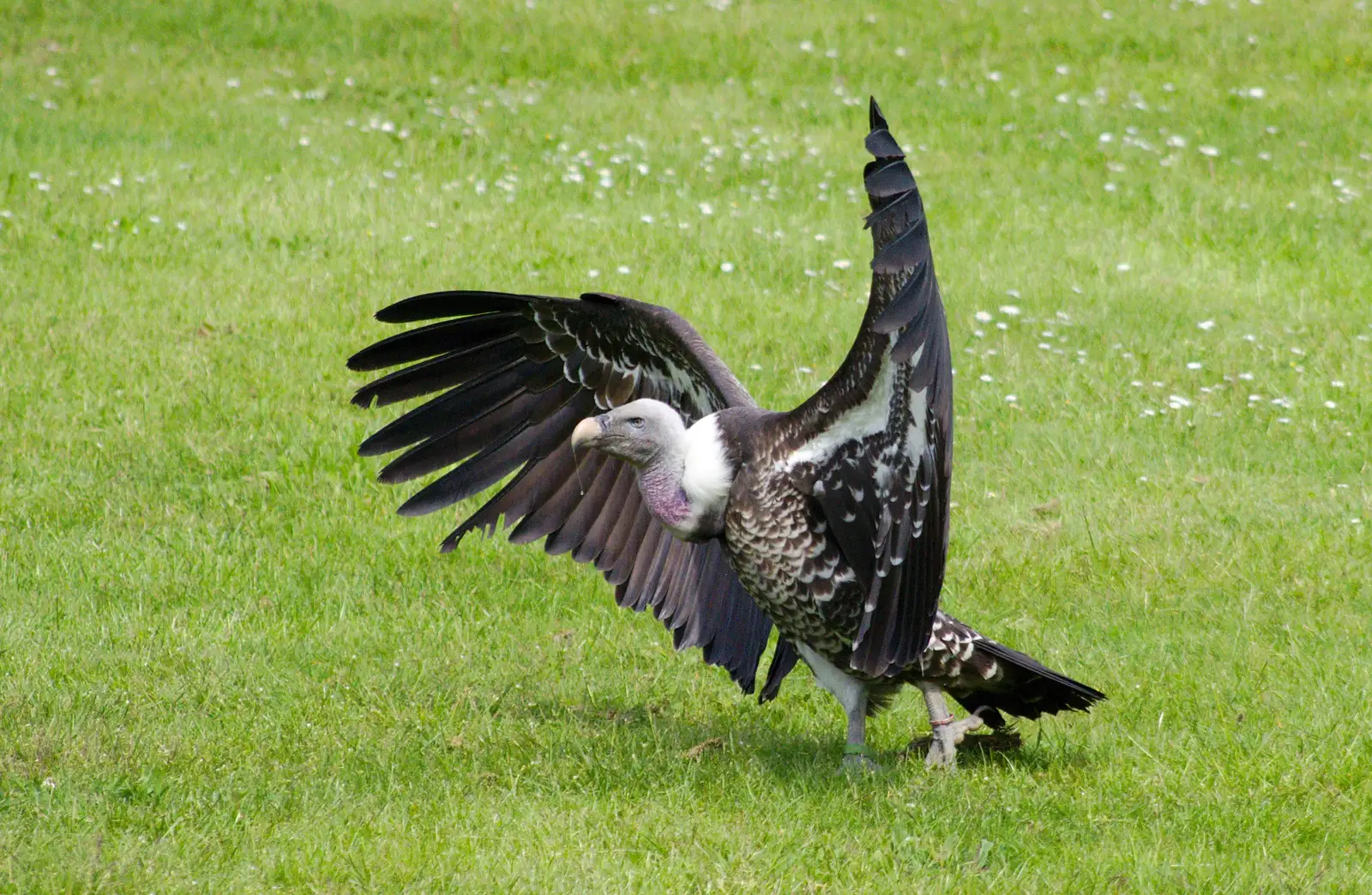 A vulture roams around, from A Birthday Trip to the Zoo, Banham, Norfolk - 26th May 2014