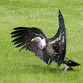 A vulture roams around, A Birthday Trip to the Zoo, Banham, Norfolk - 26th May 2014