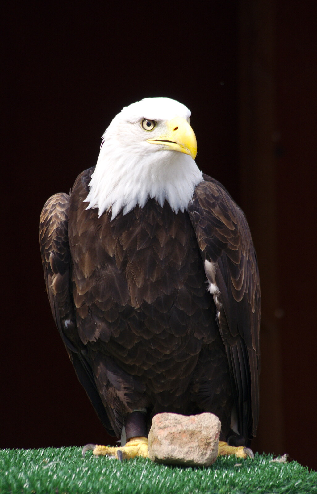 Sam the Bald Eagle from A Birthday Trip to the Zoo, Banham, Norfolk - 26th May 2014