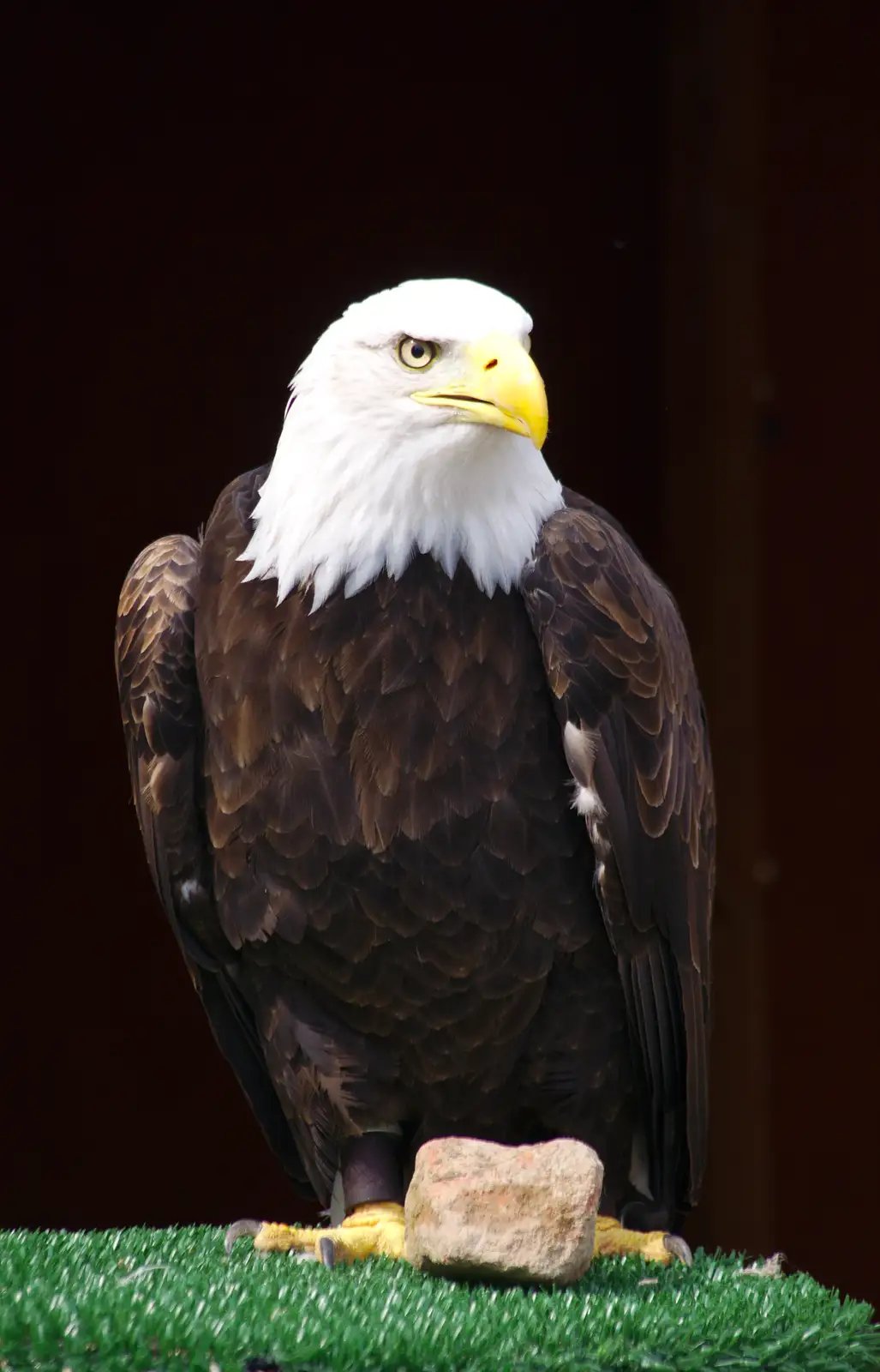 Sam the Bald Eagle, from A Birthday Trip to the Zoo, Banham, Norfolk - 26th May 2014