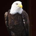 A Birthday Trip to the Zoo, Banham, Norfolk - 26th May 2014, Sam the Bald Eagle