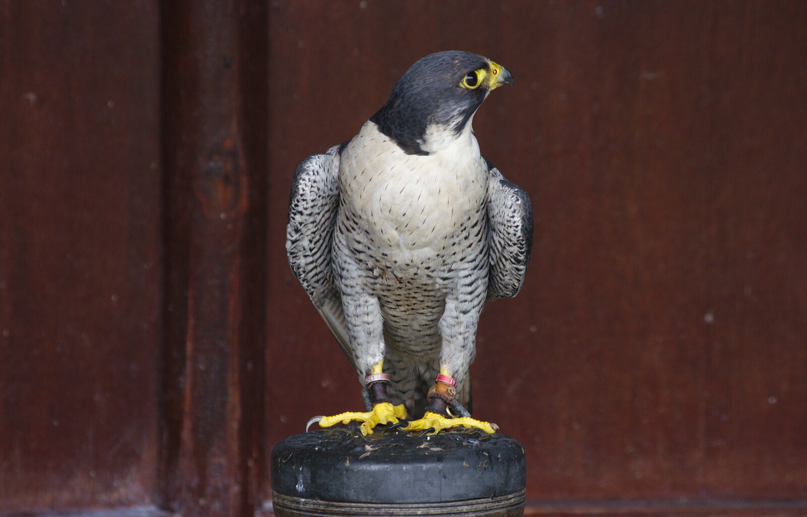 A wide-eyed Peregrine Falcon from A Birthday Trip to the Zoo, Banham, Norfolk - 26th May 2014