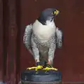 A wide-eyed Peregrine Falcon, A Birthday Trip to the Zoo, Banham, Norfolk - 26th May 2014