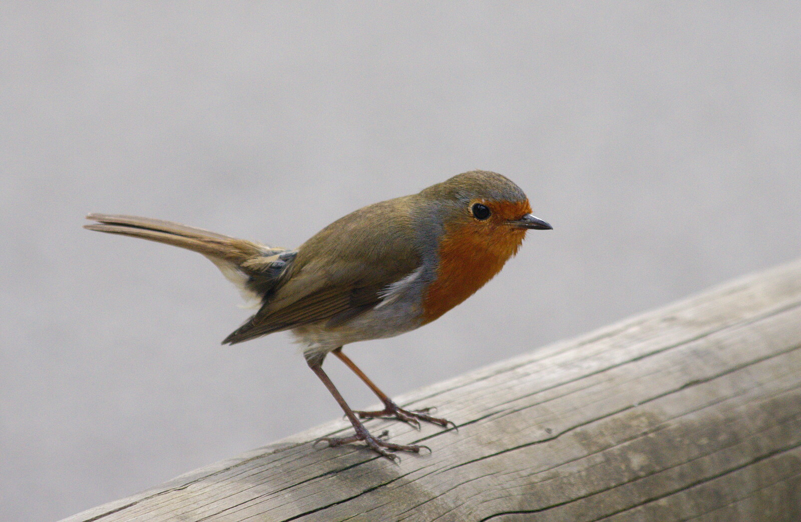 A Birthday Trip to the Zoo, Banham, Norfolk - 26th May 2014: A robin on a fence post