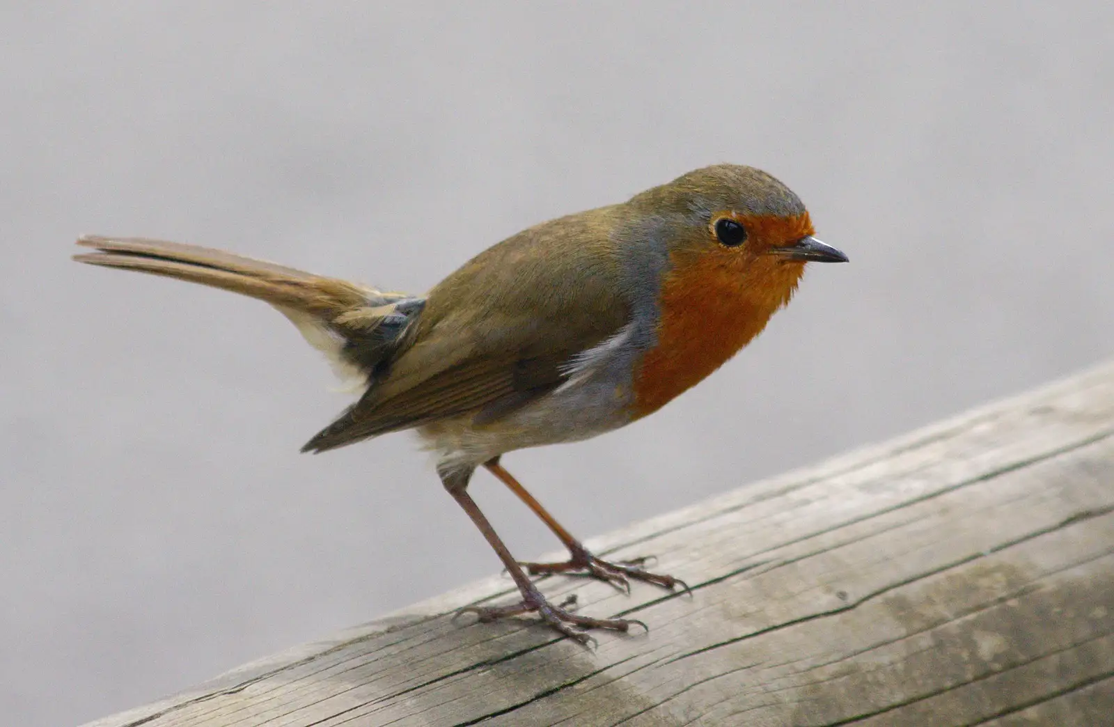 A robin on a fence post, from A Birthday Trip to the Zoo, Banham, Norfolk - 26th May 2014