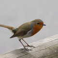 A Birthday Trip to the Zoo, Banham, Norfolk - 26th May 2014, A robin on a fence post
