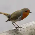 A robin on a fence post, A Birthday Trip to the Zoo, Banham, Norfolk - 26th May 2014