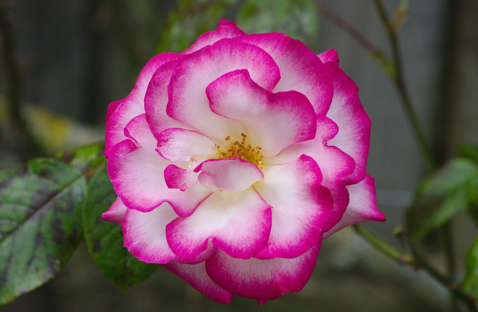 A Birthday Trip to the Zoo, Banham, Norfolk - 26th May 2014: Bright pink-edged rose