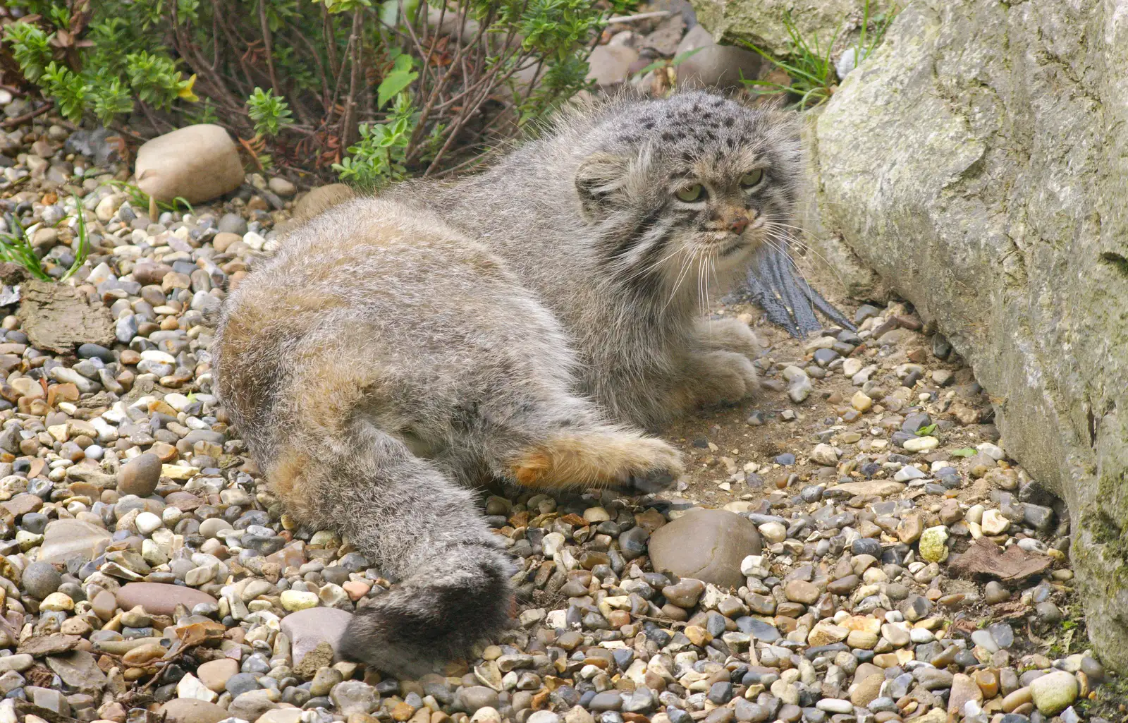 Grumpy Cat, from A Birthday Trip to the Zoo, Banham, Norfolk - 26th May 2014