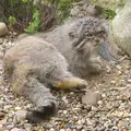 Grumpy Cat, A Birthday Trip to the Zoo, Banham, Norfolk - 26th May 2014