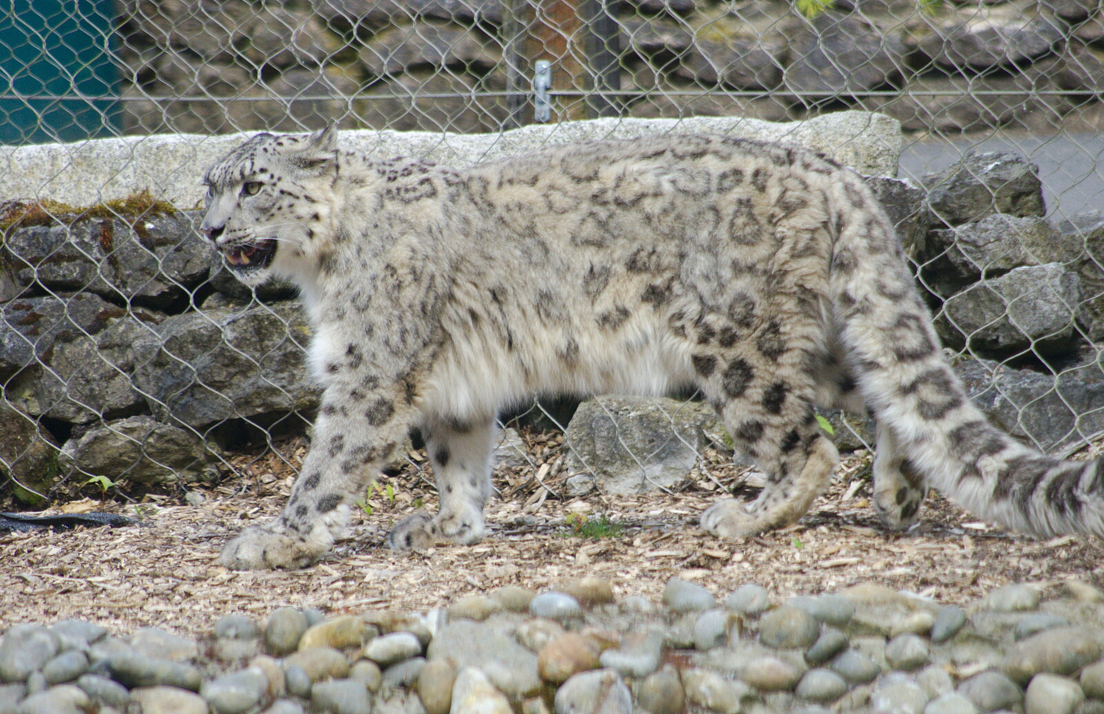 A Snow Leopard paces around from A Birthday Trip to the Zoo, Banham, Norfolk - 26th May 2014