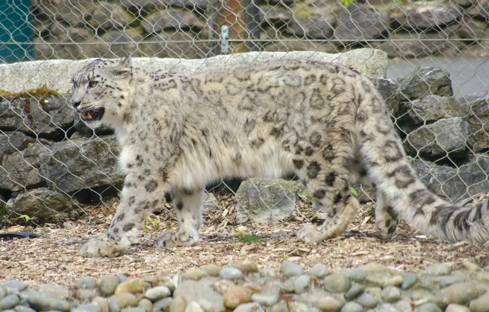 A Snow Leopard paces around, from A Birthday Trip to the Zoo, Banham, Norfolk - 26th May 2014