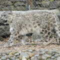 A Birthday Trip to the Zoo, Banham, Norfolk - 26th May 2014, A Snow Leopard paces around