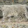 A Snow Leopard paces around, A Birthday Trip to the Zoo, Banham, Norfolk - 26th May 2014