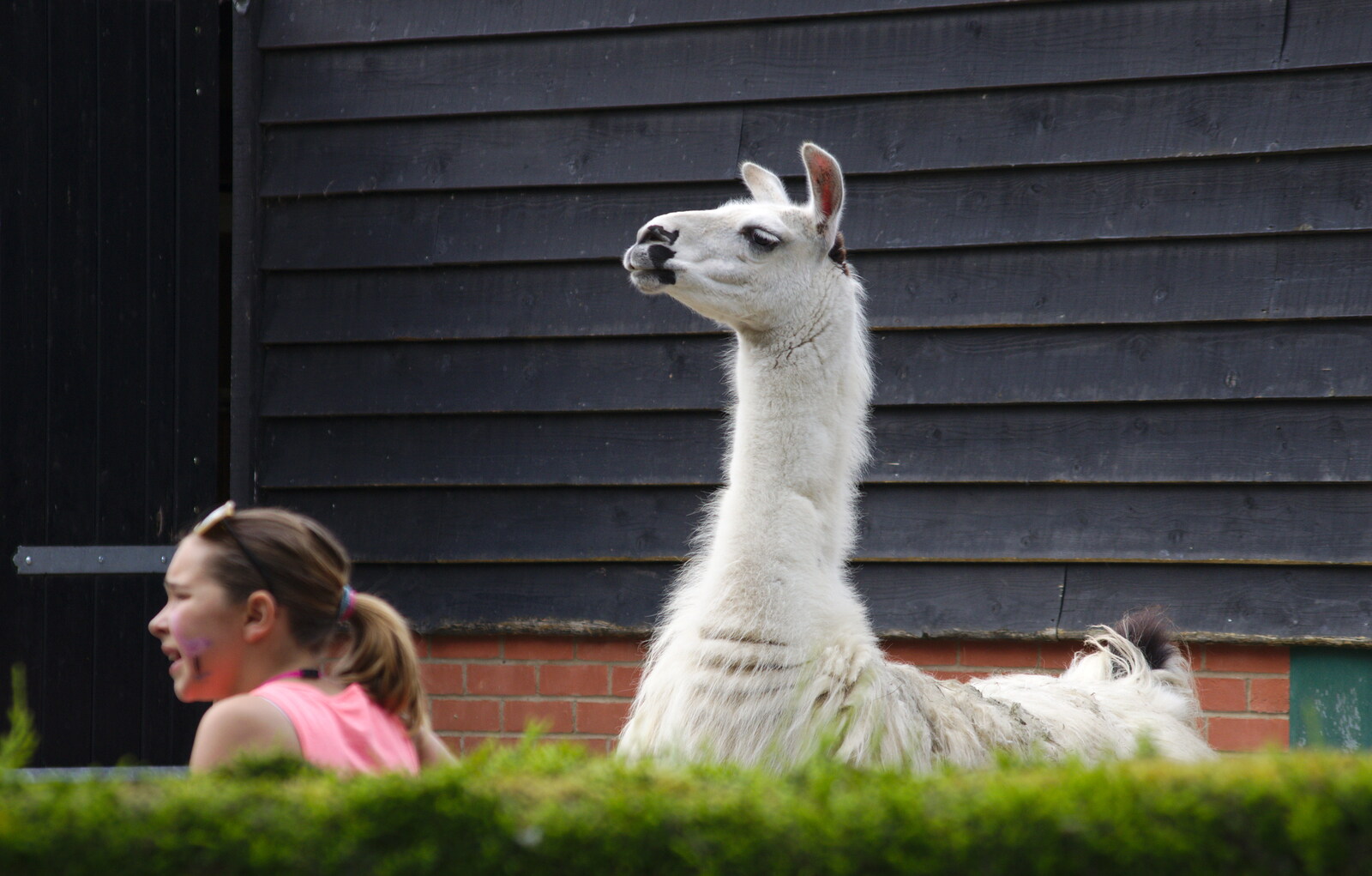 An inquisitive Llama from A Birthday Trip to the Zoo, Banham, Norfolk - 26th May 2014