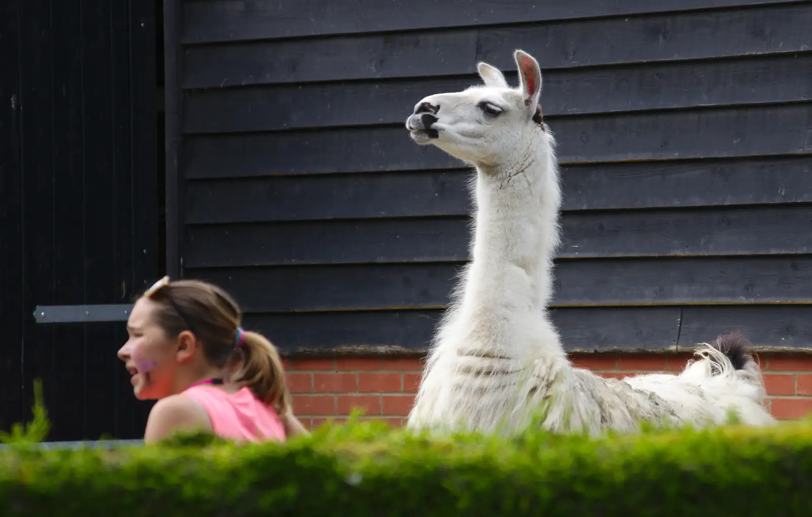 An inquisitive Llama, from A Birthday Trip to the Zoo, Banham, Norfolk - 26th May 2014